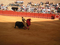 corrida38.jpg